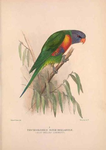 Reproducción/Reproduction 48684608091: The Birds of Australia. London :Witherby & Co.,1910-1927.. 