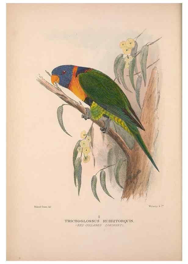 Reproducción/Reproduction 48684608476: The Birds of Australia. London :Witherby & Co.,1910-1927.. 