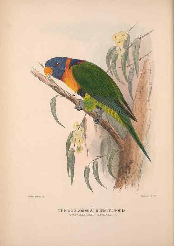 Reproducción/Reproduction 48684608476: The Birds of Australia. London :Witherby & Co.,1910-1927.. 