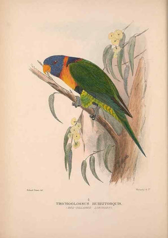 Reproducción/Reproduction 48684608476: The Birds of Australia. London :Witherby & Co.,1910-1927.. 