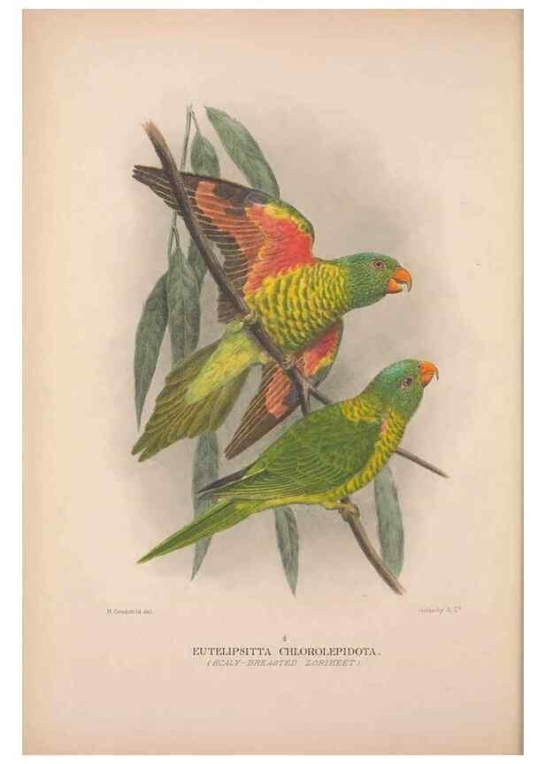 Reproducción/Reproduction 48684269258: The Birds of Australia. London :Witherby & Co.,1910-1927.. 