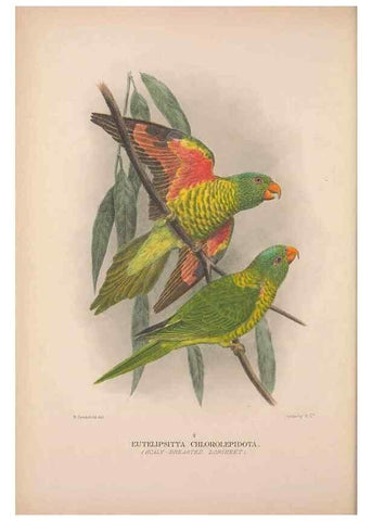 Reproducción/Reproduction 48684269258: The Birds of Australia. London :Witherby & Co.,1910-1927.. 