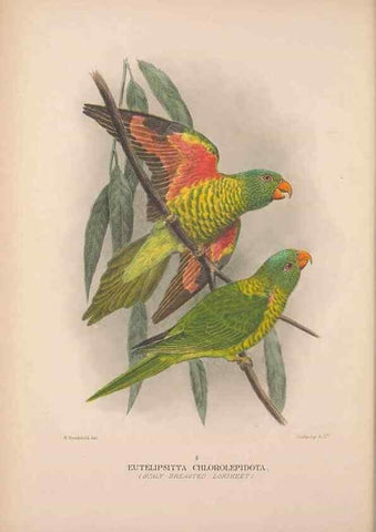 Reproducción/Reproduction 48684269258: The Birds of Australia. London :Witherby & Co.,1910-1927.. 