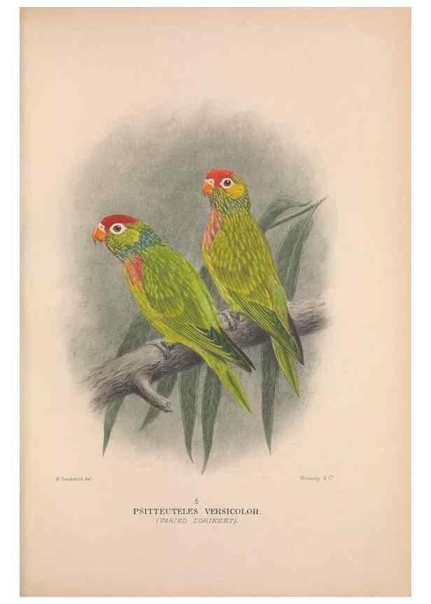 Reproducción/Reproduction 48684609136: The Birds of Australia. London :Witherby & Co.,1910-1927.. 
