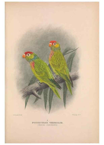 Reproducción/Reproduction 48684609136: The Birds of Australia. London :Witherby & Co.,1910-1927.. 