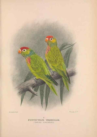 Reproducción/Reproduction 48684609136: The Birds of Australia. London :Witherby & Co.,1910-1927.. 