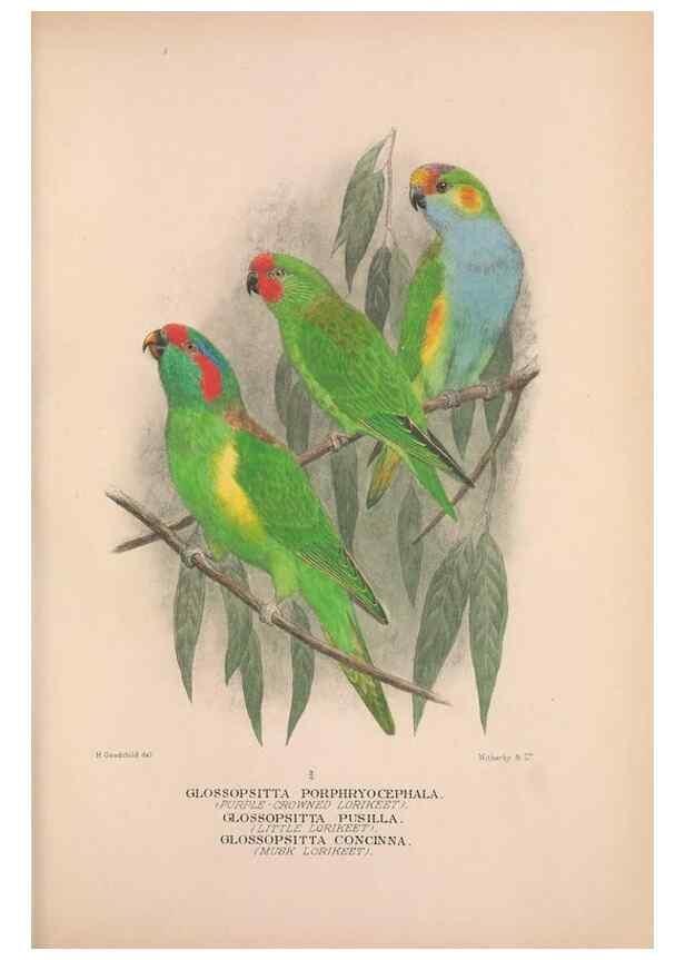Reproducción/Reproduction 48684269953: The Birds of Australia. London :Witherby & Co.,1910-1927.. 