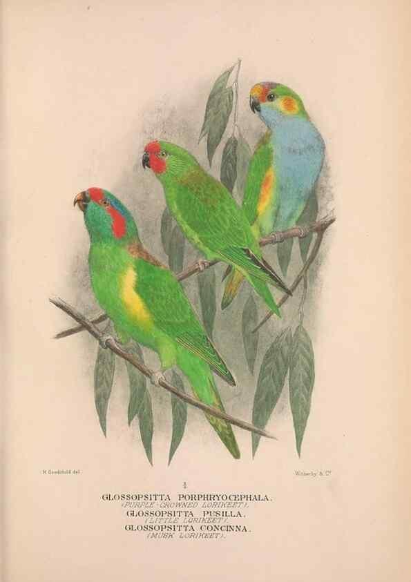Reproducción/Reproduction 48684269953: The Birds of Australia. London :Witherby & Co.,1910-1927.. 