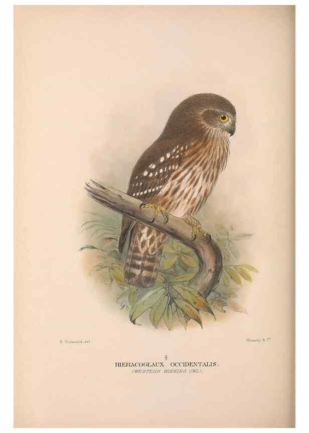 Reproducción/Reproduction 48684217133: The Birds of Australia. London :Witherby & Co.,1910-1927.. 