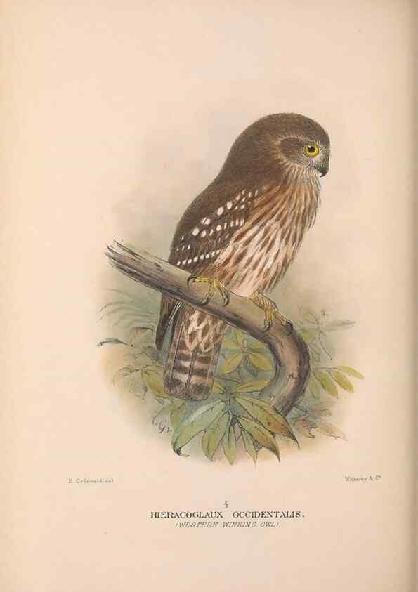 Reproducción/Reproduction 48684217133: The Birds of Australia. London :Witherby & Co.,1910-1927.. 