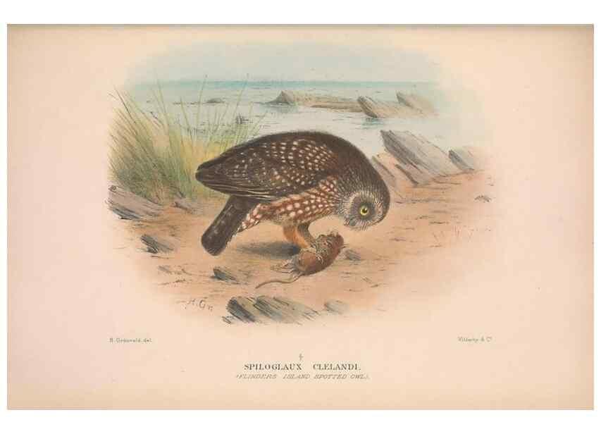 Reproducción/Reproduction 48684216723: The Birds of Australia. London :Witherby & Co.,1910-1927.. 