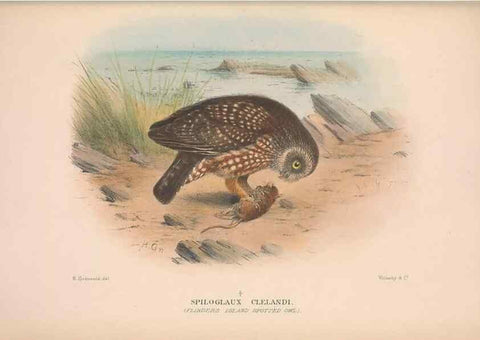 Reproducción/Reproduction 48684216723: The Birds of Australia. London :Witherby & Co.,1910-1927.. 