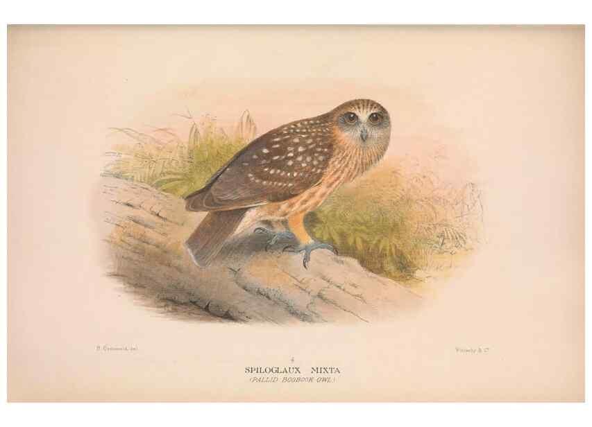 Reproducción/Reproduction 48684556301: The Birds of Australia. London :Witherby & Co.,1910-1927.. 