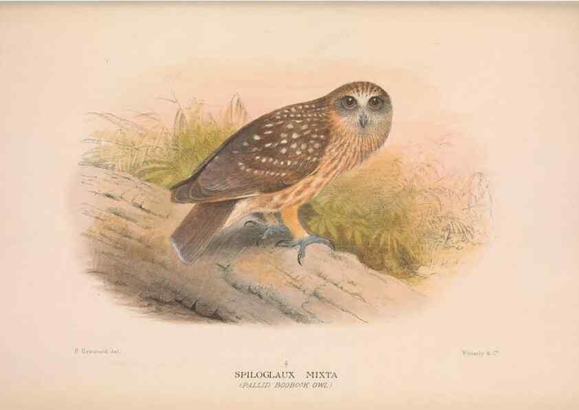 Reproducción/Reproduction 48684556301: The Birds of Australia. London :Witherby & Co.,1910-1927.. 