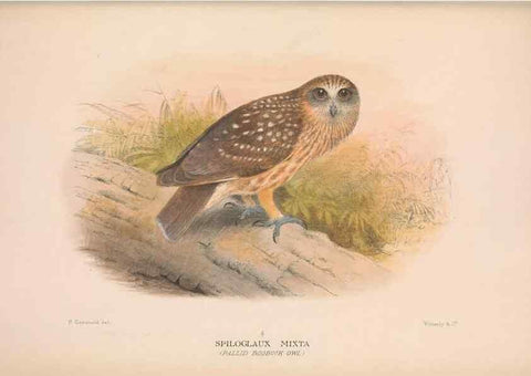 Reproducción/Reproduction 48684556301: The Birds of Australia. London :Witherby & Co.,1910-1927.. 