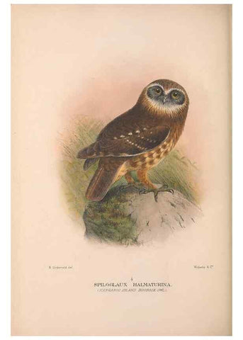 Reproducción/Reproduction 48684215928: The Birds of Australia. London :Witherby & Co.,1910-1927.. 