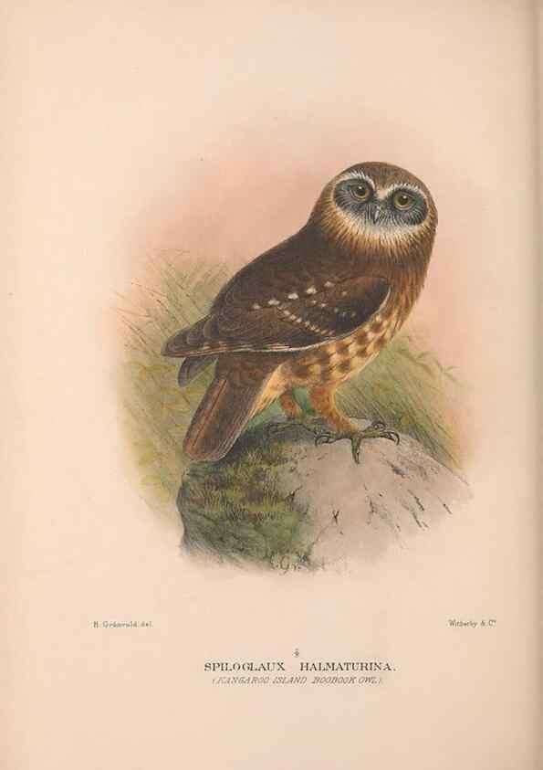 Reproducción/Reproduction 48684215928: The Birds of Australia. London :Witherby & Co.,1910-1927.. 