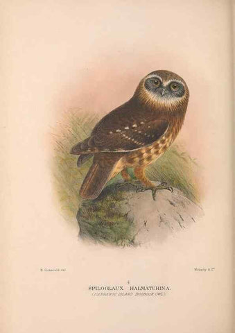 Reproducción/Reproduction 48684215928: The Birds of Australia. London :Witherby & Co.,1910-1927.. 