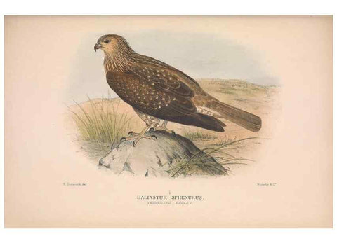 Reproducción/Reproduction 48684724977: The Birds of Australia. London :Witherby & Co.,1910-1927.. 