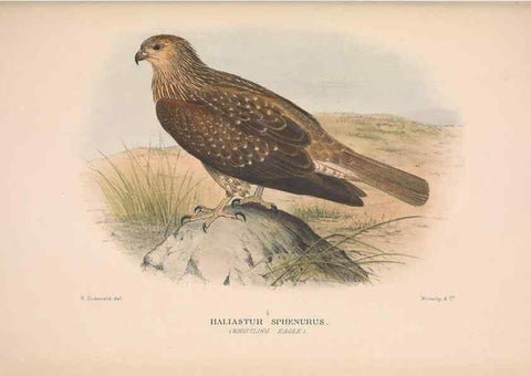 Reproducción/Reproduction 48684724977: The Birds of Australia. London :Witherby & Co.,1910-1927.. 