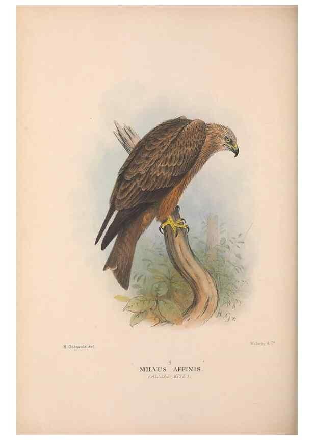 Reproducción/Reproduction 48684725212: The Birds of Australia. London :Witherby & Co.,1910-1927.. 