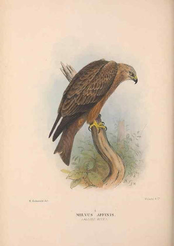 Reproducción/Reproduction 48684725212: The Birds of Australia. London :Witherby & Co.,1910-1927.. 
