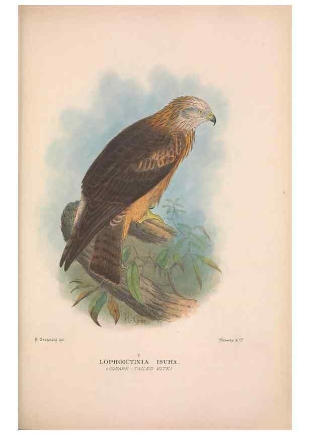 Reproducción/Reproduction 48684551546: The Birds of Australia. London :Witherby & Co.,1910-1927.. 