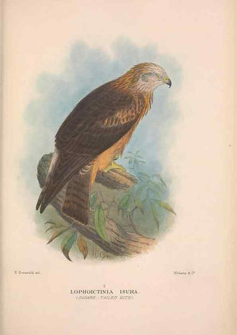 Reproducción/Reproduction 48684551546: The Birds of Australia. London :Witherby & Co.,1910-1927.. 