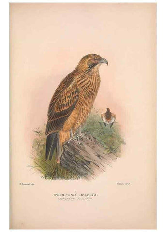 Reproducción/Reproduction 48684725847: The Birds of Australia. London :Witherby & Co.,1910-1927.. 