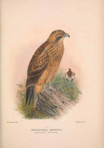 Reproducción/Reproduction 48684725847: The Birds of Australia. London :Witherby & Co.,1910-1927.. 