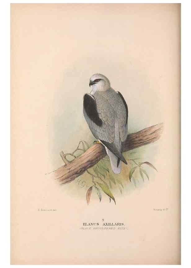 Reproducción/Reproduction 48684212443: The Birds of Australia. London :Witherby & Co.,1910-1927.. 
