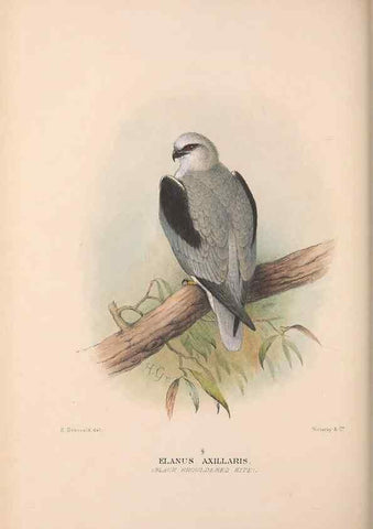 Reproducción/Reproduction 48684212443: The Birds of Australia. London :Witherby & Co.,1910-1927.. 