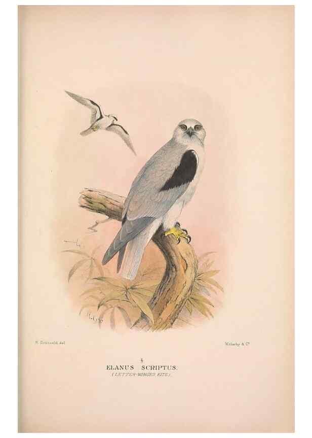 Reproducción/Reproduction 48684212733: The Birds of Australia. London :Witherby & Co.,1910-1927.. 