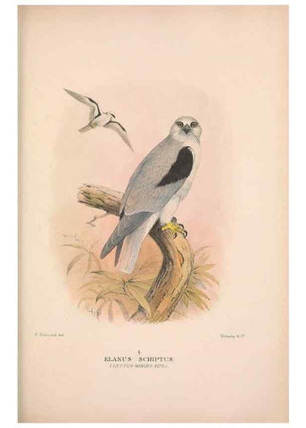 Reproducción/Reproduction 48684212733: The Birds of Australia. London :Witherby & Co.,1910-1927.. 