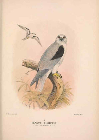 Reproducción/Reproduction 48684212733: The Birds of Australia. London :Witherby & Co.,1910-1927.. 