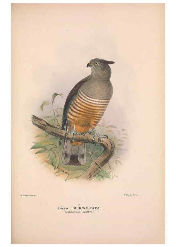 Reproducción/Reproduction 48684213078: The Birds of Australia. London :Witherby & Co.,1910-1927.. 