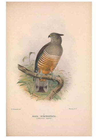 Reproducción/Reproduction 48684213078: The Birds of Australia. London :Witherby & Co.,1910-1927.. 