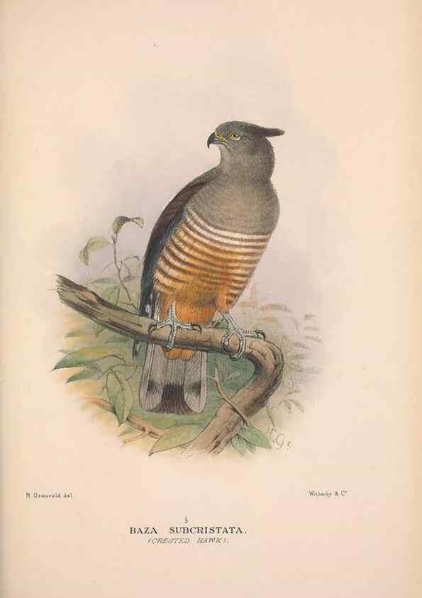 Reproducción/Reproduction 48684213078: The Birds of Australia. London :Witherby & Co.,1910-1927.. 