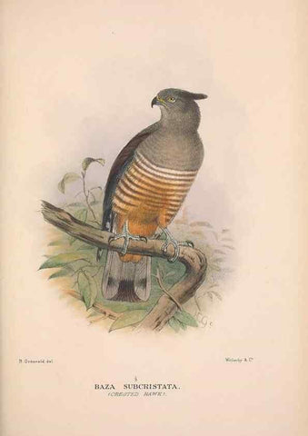 Reproducción/Reproduction 48684213078: The Birds of Australia. London :Witherby & Co.,1910-1927.. 