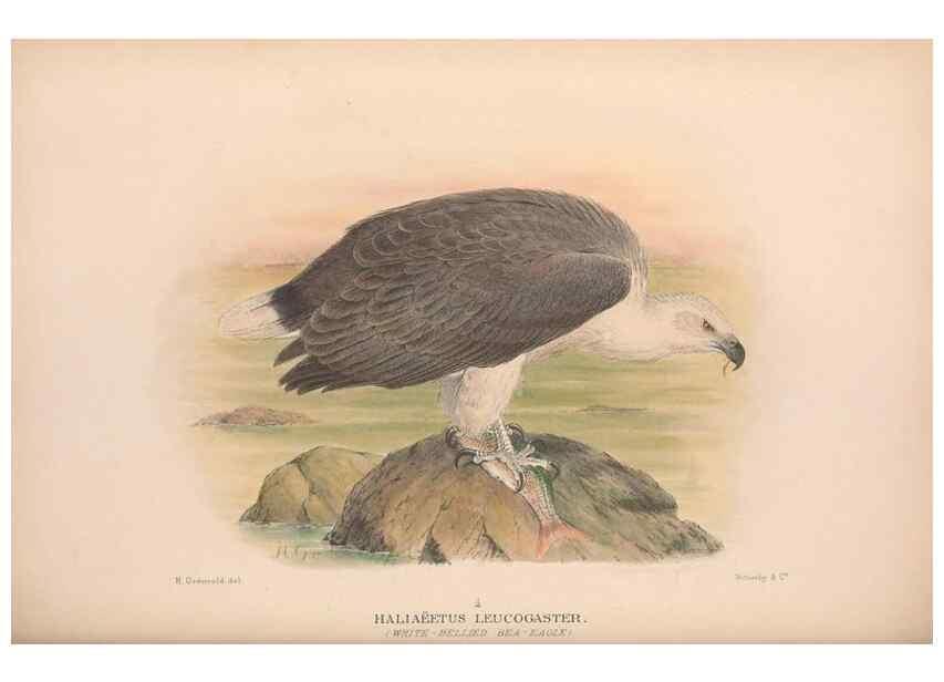 Reproducción/Reproduction 48684210733: The Birds of Australia. London :Witherby & Co.,1910-1927.. 