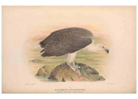 Reproducción/Reproduction 48684210733: The Birds of Australia. London :Witherby & Co.,1910-1927.. 