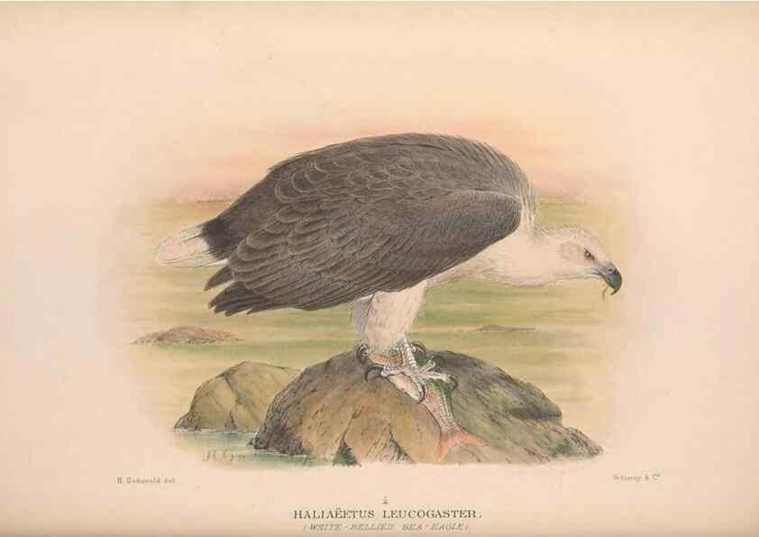 Reproducción/Reproduction 48684210733: The Birds of Australia. London :Witherby & Co.,1910-1927.. 