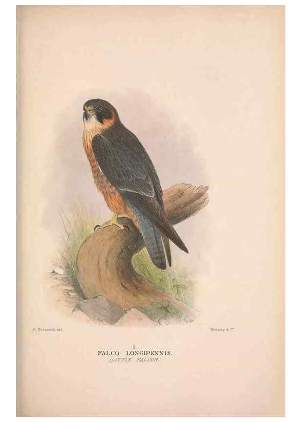 Reproducción/Reproduction 48684726917: The Birds of Australia. London :Witherby & Co.,1910-1927.. 