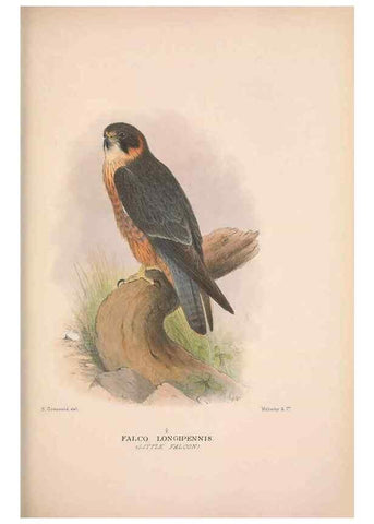 Reproducción/Reproduction 48684726917: The Birds of Australia. London :Witherby & Co.,1910-1927.. 
