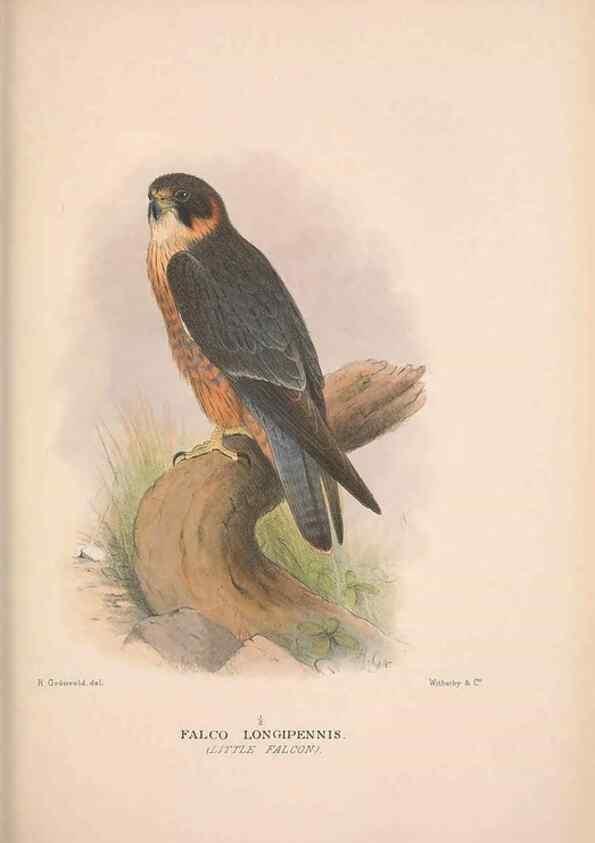 Reproducción/Reproduction 48684726917: The Birds of Australia. London :Witherby & Co.,1910-1927.. 