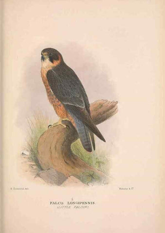 Reproducción/Reproduction 48684726917: The Birds of Australia. London :Witherby & Co.,1910-1927.. 