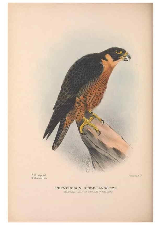 Reproducción/Reproduction 48684553681: The Birds of Australia. London :Witherby & Co.,1910-1927.. 