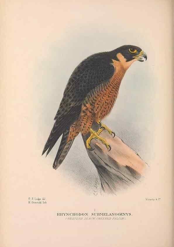 Reproducción/Reproduction 48684553681: The Birds of Australia. London :Witherby & Co.,1910-1927.. 