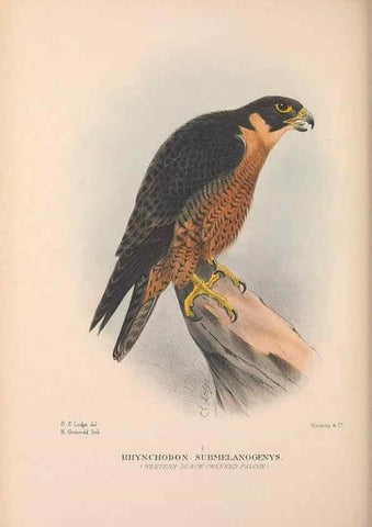 Reproducción/Reproduction 48684553681: The Birds of Australia. London :Witherby & Co.,1910-1927.. 