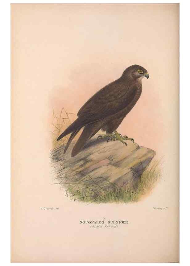 Reproducción/Reproduction 48684727627: The Birds of Australia. London :Witherby & Co.,1910-1927.. 